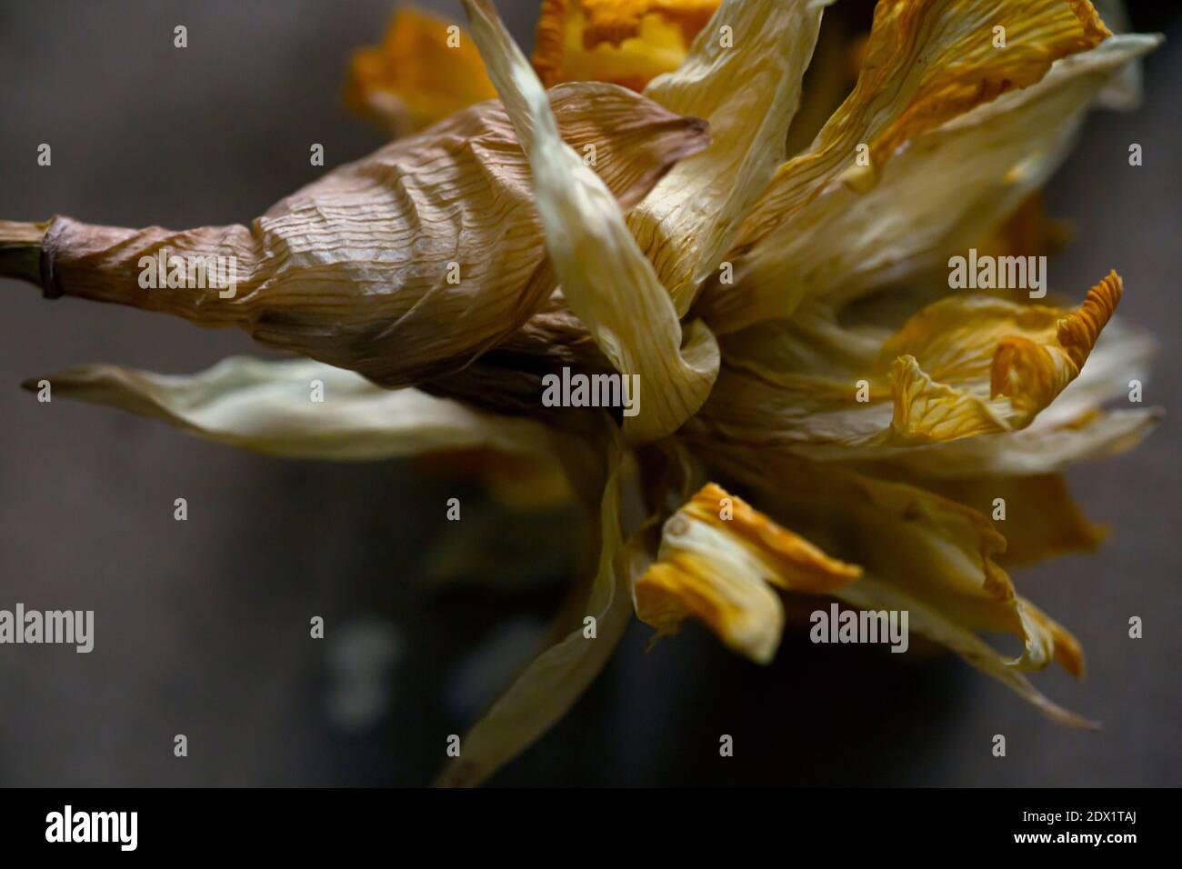 WA18801-00...WASHINGTON - EINE getrocknete Tulpe fotografiert mit einem Lensbaby Sweet Spot 50. Stockfoto