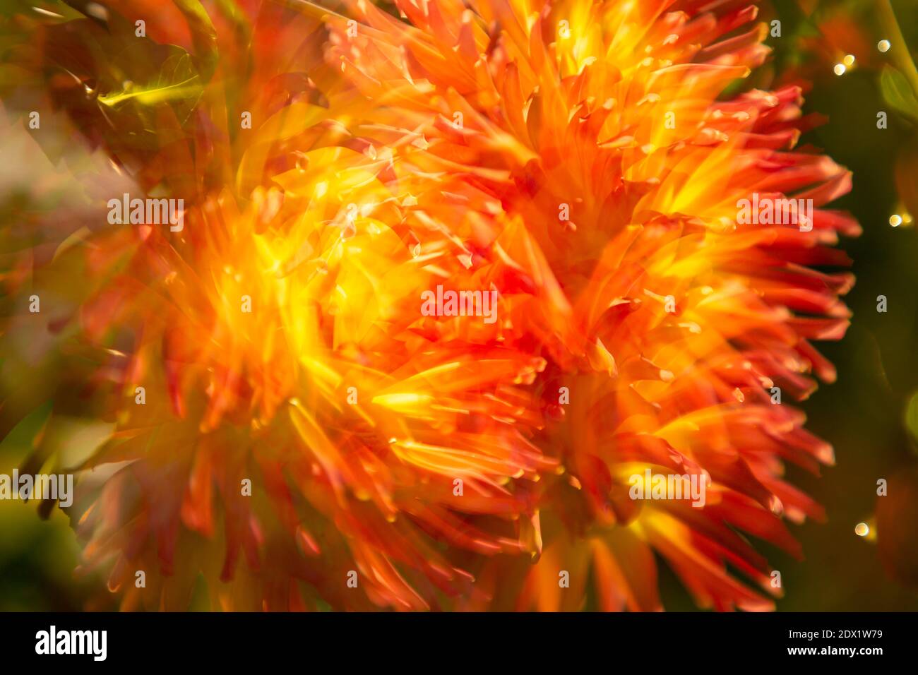 WA18806-00...WASHINGTON - EIN Mehrfachbelichtungsbild mit Kamerabewegung von zwei blühenden Dahlienblumen. Stockfoto