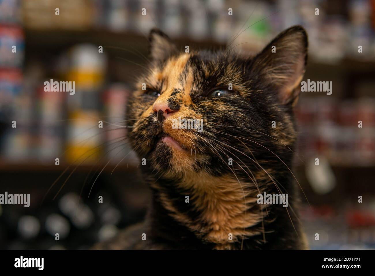 Nahaufnahme einer geschnittenen orangenen schwarzen Katzennase Stockfoto