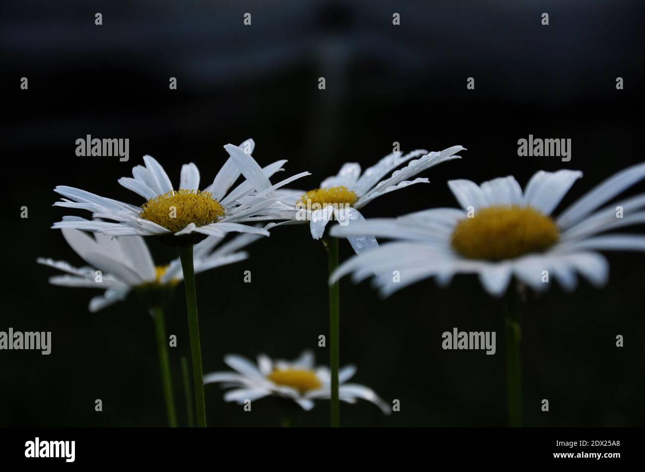 Nasse Blüten der Kamille nach Regen auf schwarzem Hintergrund Stockfoto