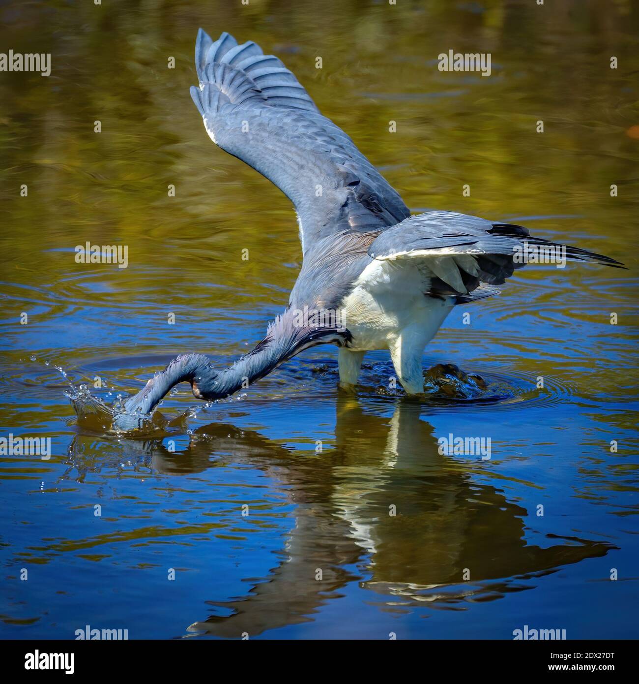 Dreifarbige Reiher tauchen für einen Fisch Stockfoto
