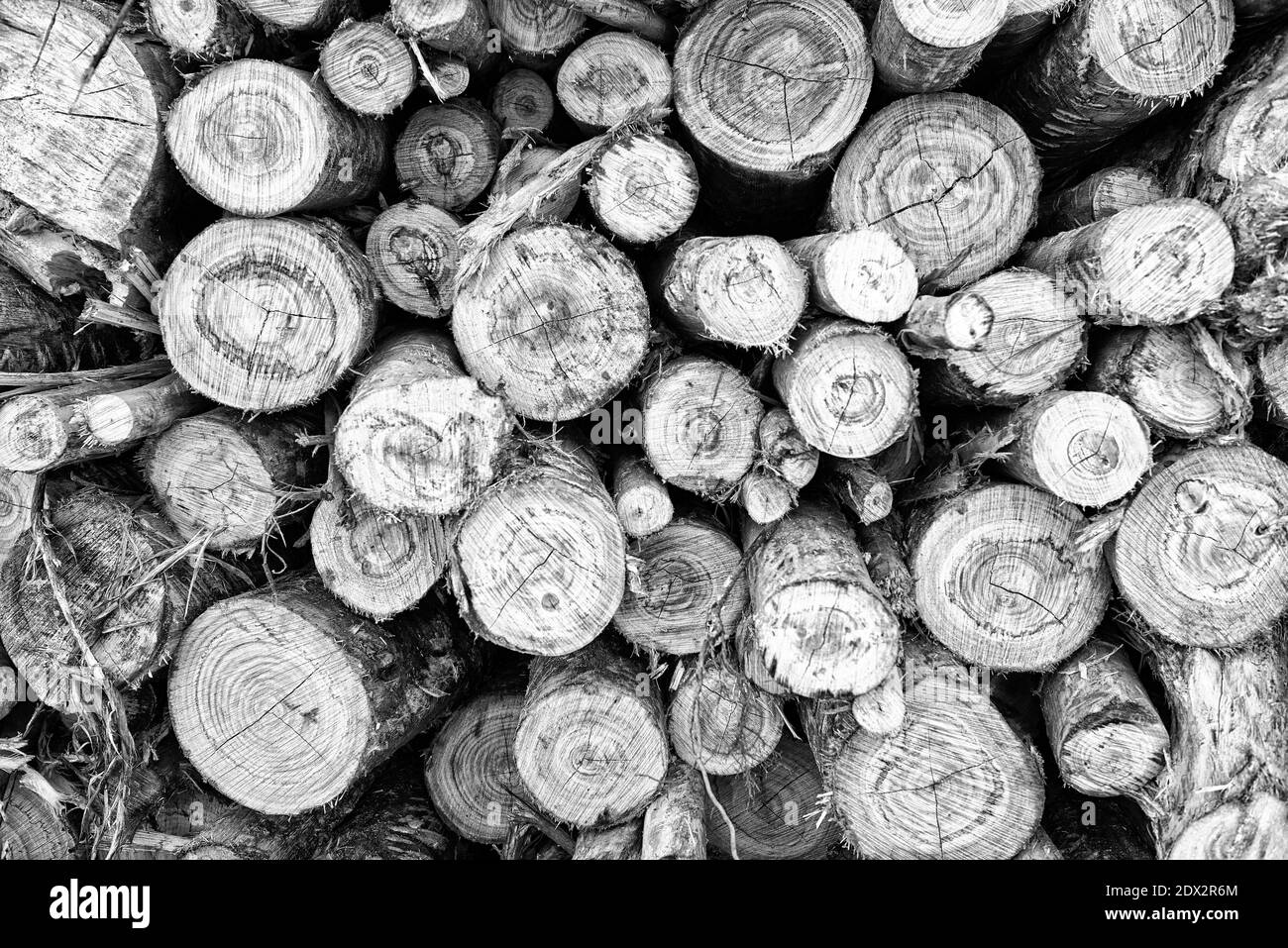 Graustufen Schuss gestapeltes Brennholz Stockfoto