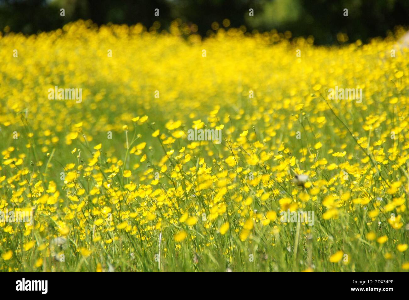 Gelbe Blumen im Feld Stockfotografie - Alamy