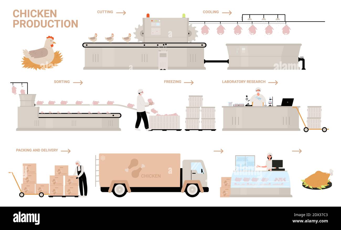 Vektordarstellung: Prozessstufen der Hühnerproduktion. Cartoon automatisierte Verarbeitung Fabrik Linie mit Arbeitern und Fördermaschinen Produktion, Sortierung, Verpackung Farm Huhn Geflügel Fleisch Produkte Stock Vektor