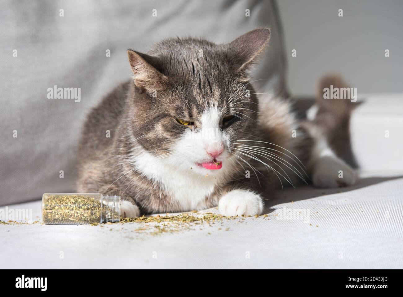 Lustige tabby Katze leckt getrocknete Katzenminze, Katzenfuß oder  Katzenminze Stockfotografie - Alamy