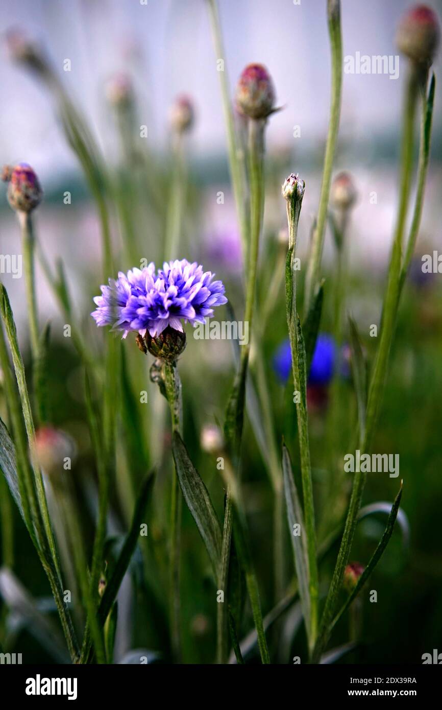Close-up Lila blühende Pflanze auf dem Feld Stockfotografie - Alamy