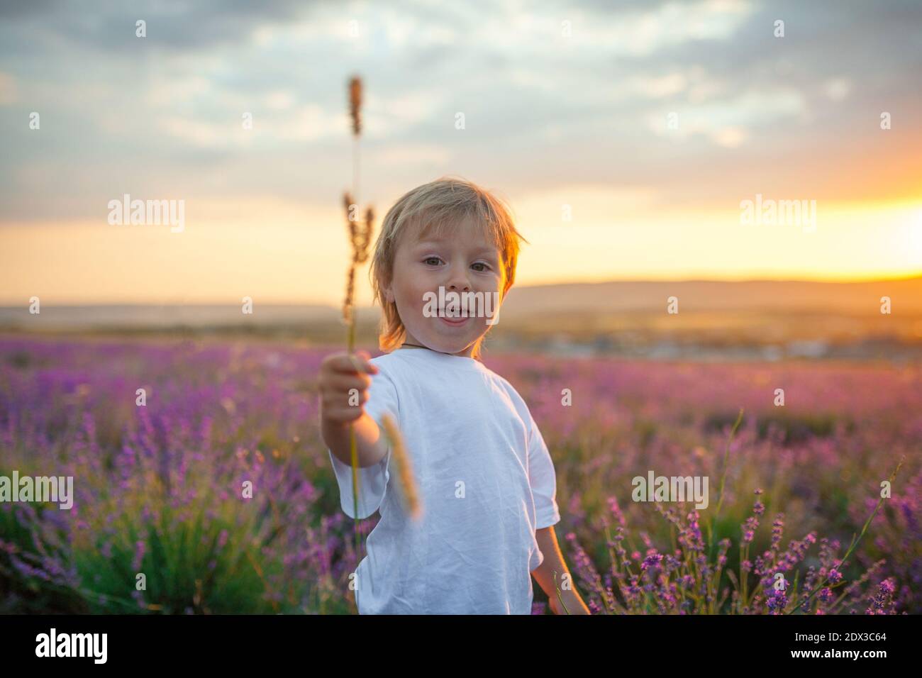 Kleiner Junge mit einem Grashalm in den Händen In einem Lavendelfeld auf einem Sonnenuntergang Hintergrund Stockfoto