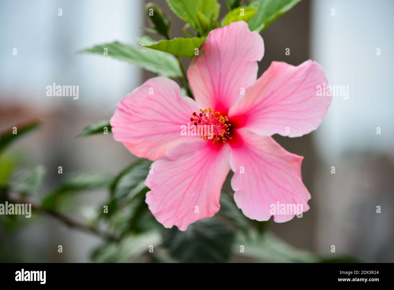 Pink Hibiscus Flower Brazil Stockfotos Und Bilder Kaufen Alamy