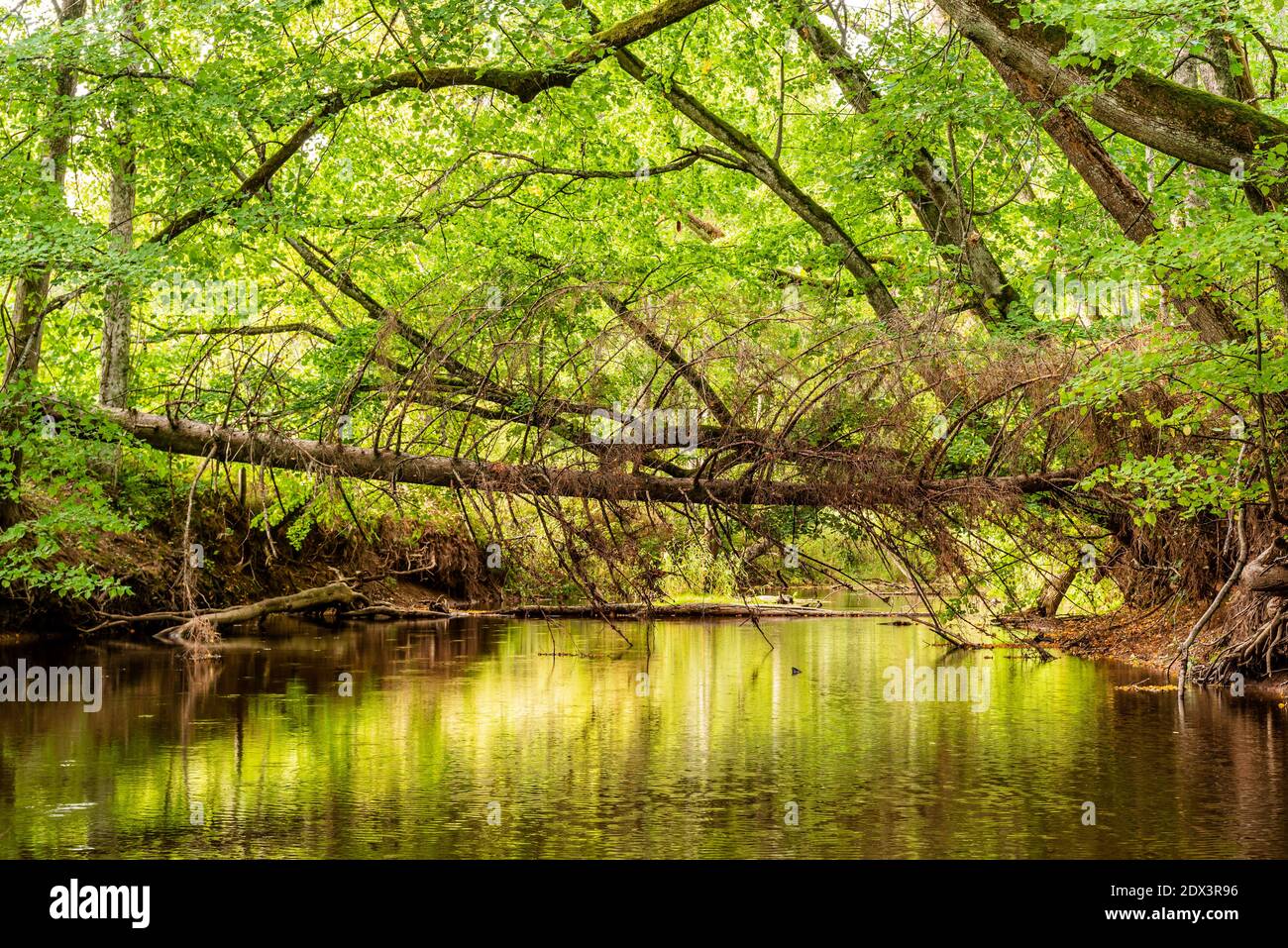 Ein verdorrter Baum ist über den Fluss gefallen und ist Umgeben von üppigen Bäumen und Sträuchern Stockfoto