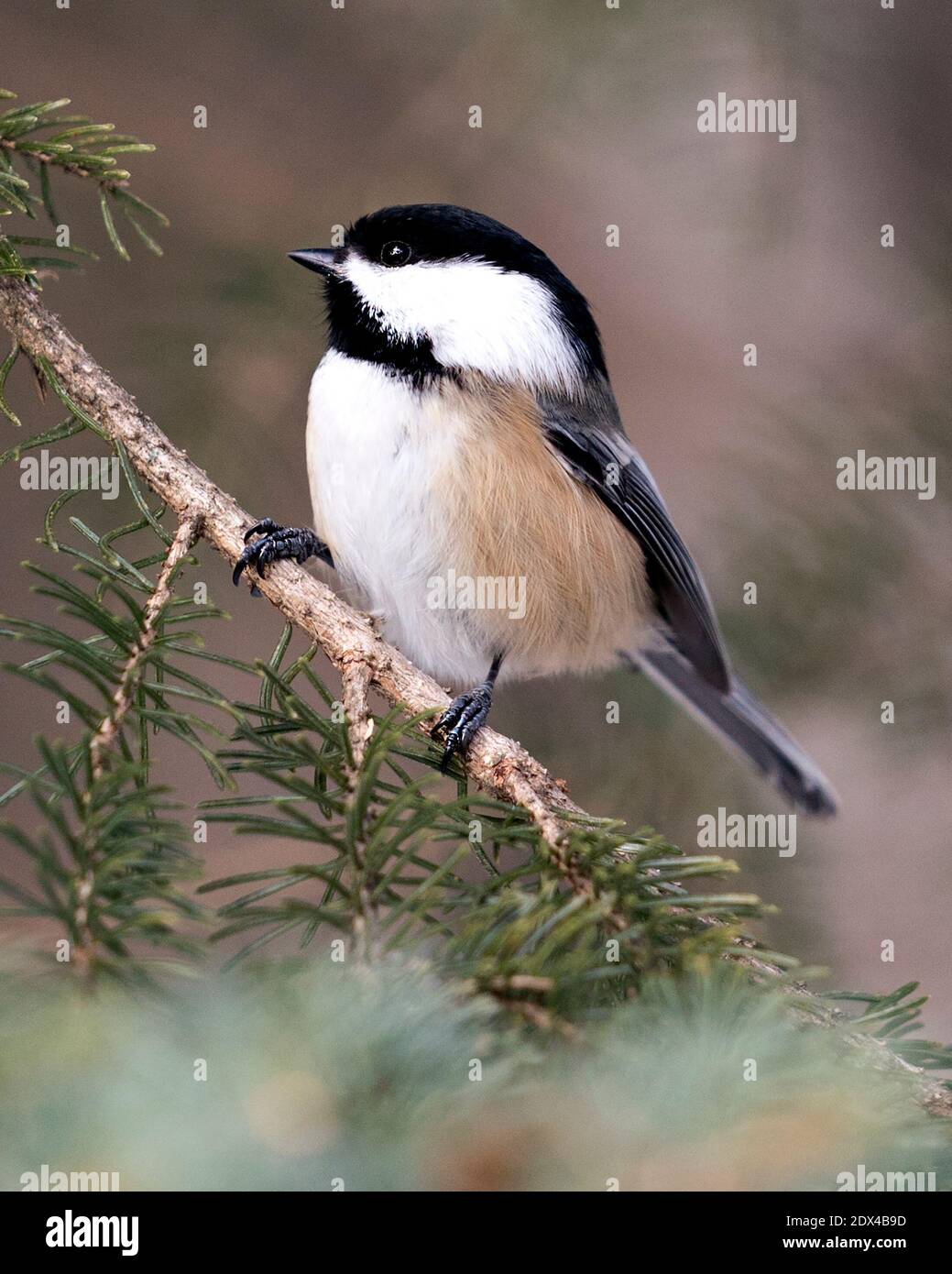 Chickadee Nahaufnahme Profil Ansicht auf einem Tannenzweig mit einem verschwommenen Hintergrund in seinem Lebensraum, zeigt graue Feder Gefieder Flügel und Schwanz. Bild. Abb. Stockfoto