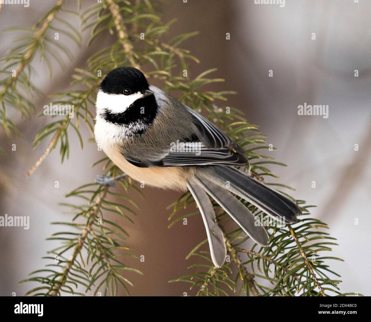 Chickadee Nahaufnahme Profil Ansicht auf einem Tannenzweig mit einem unscharfen Hintergrund in seiner Umgebung, zeigt graue Feder Gefieder Flügel und Schwanz. Bild. Stockfoto