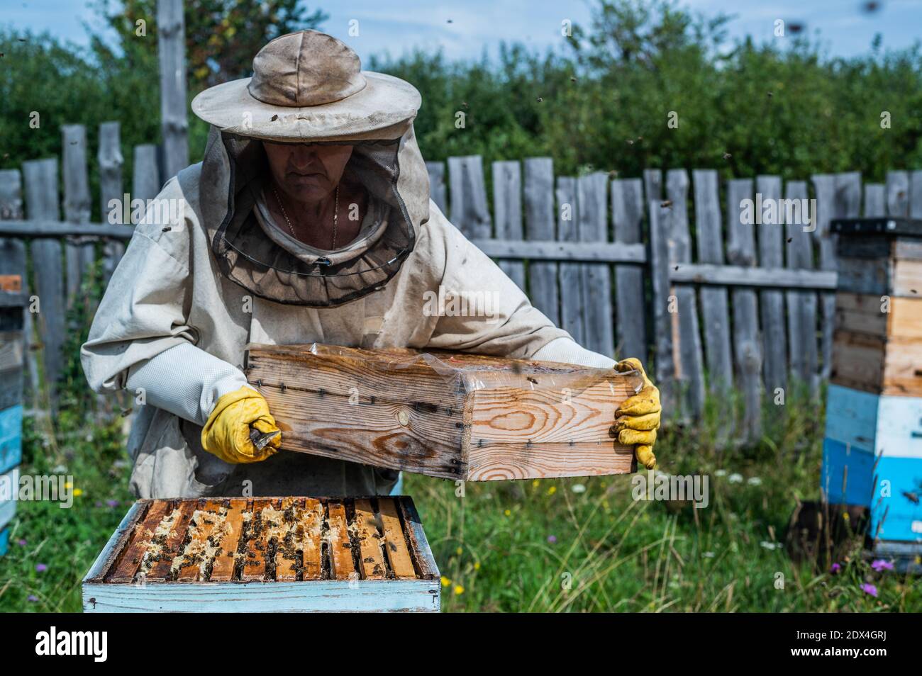 Imker in Schutzanzug inspiziert seine Reihe von Bienenstöcken an Bienenhaus mit Bienen schwärmen um ihn herum Stockfoto