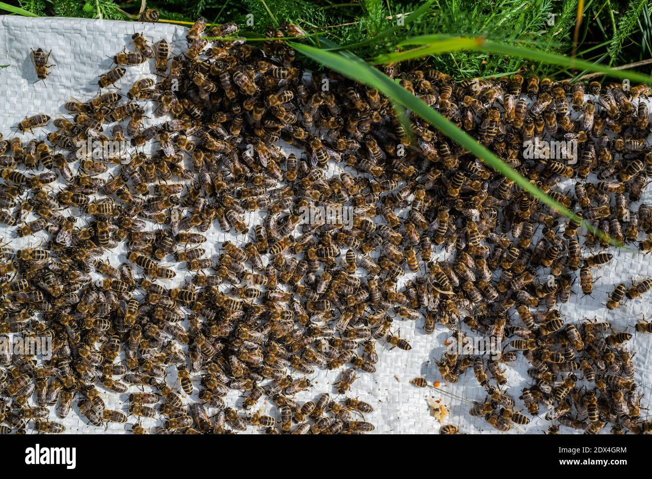 Ein Bienenschwarm kriecht, Makroschuss. Ein Bienenvolk, das auf weißem Hintergrund kriecht. Imkerei, kleine Unternehmen, Haus Imkerei. Stockfoto