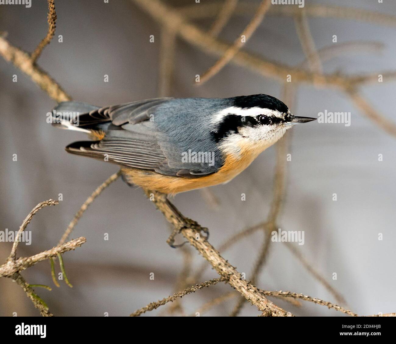 Nahaufnahme eines Nuthatch-Profils, das in seiner Umgebung auf einem Baumzweig mit unscharfem Hintergrund thront und Federgefieder und Vogelschwanz zeigt. Bild. Stockfoto