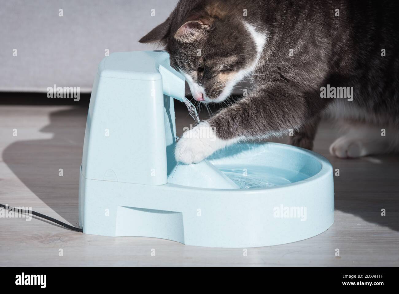 Katze spielt mit Wasserspender oder Brunnen. PET-Durst. Austrocknung bei einer Katze. Stockfoto