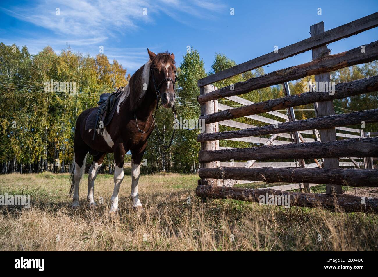 Ein schönes Pferd wird auf einem Feld in der Nähe eines Waldes an einen Pferdehalst gebunden. Stockfoto