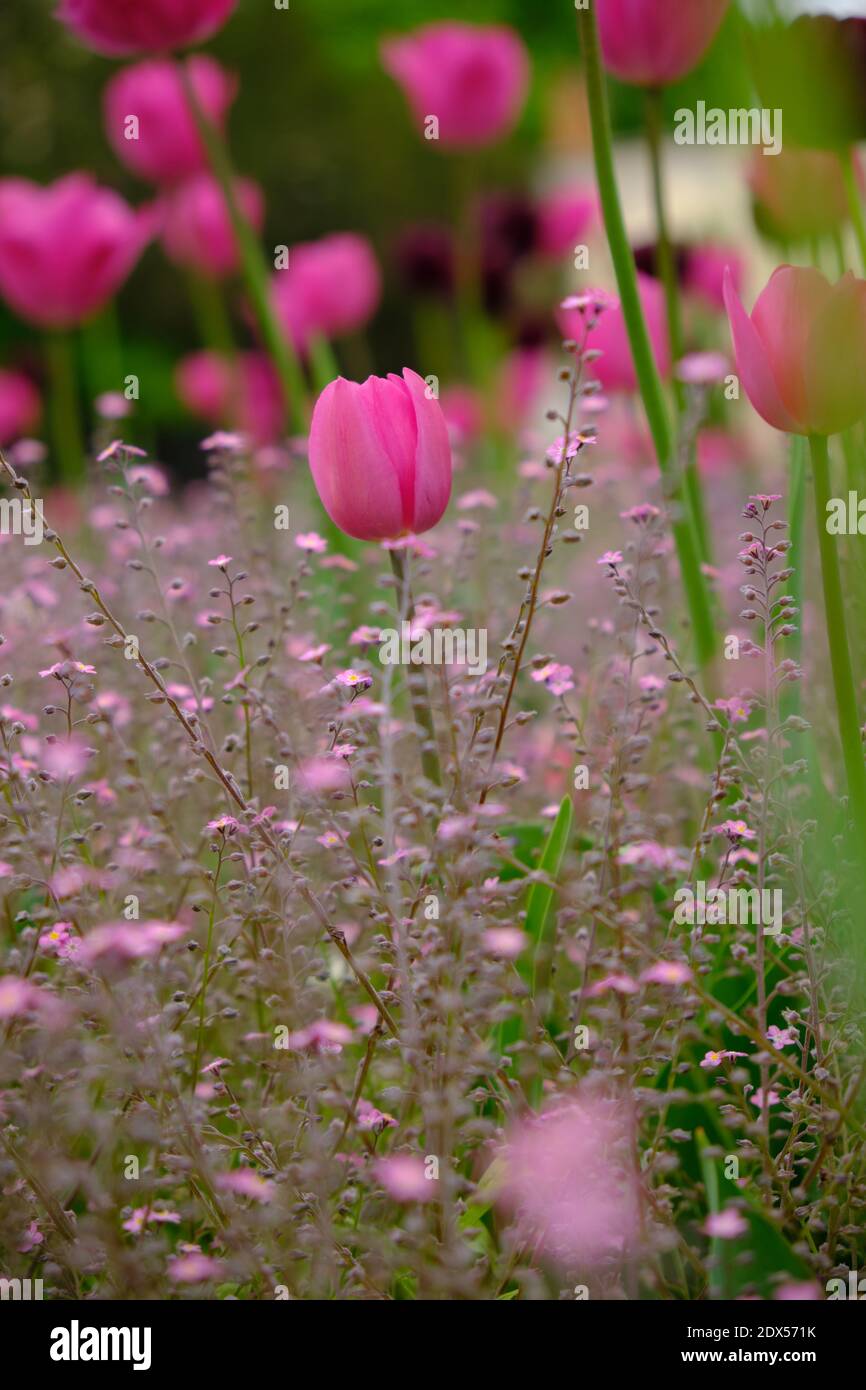 Garten von rosa Tulpen in einem Feld von rosa vergessen Ich nicht Stockfoto