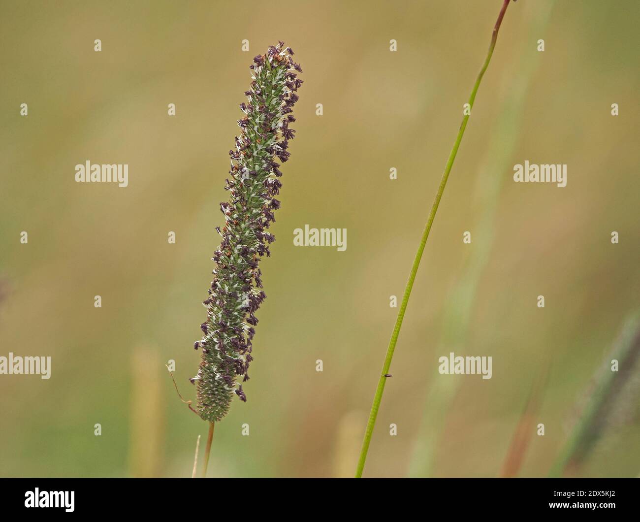 Graskernkopf von Timothy Grass (Phleum pratense) vor einfachem Hintergrund mit einzelnen violetten Samen auf reifen Stielen in Cumbria, England Stockfoto