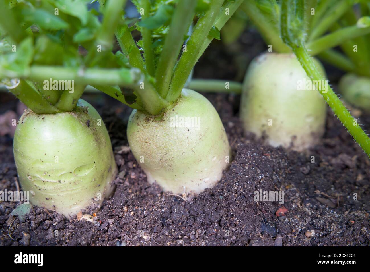 Daikon (mooli) Rettich, mooli Kumbong. Auch bekannt als weiße Radieschen oder chinesische Radieschen. Wurzelgemüse wächst in einem britischen Garten Stockfoto