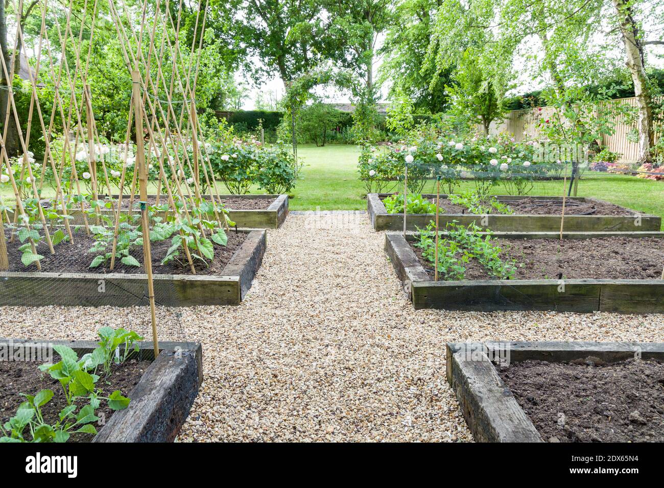 Kies (Schindel) Pfad oder Wege in einem Gemüsegarten mit Holz Hochbetten, in einem großen Garten in England, Großbritannien Stockfoto