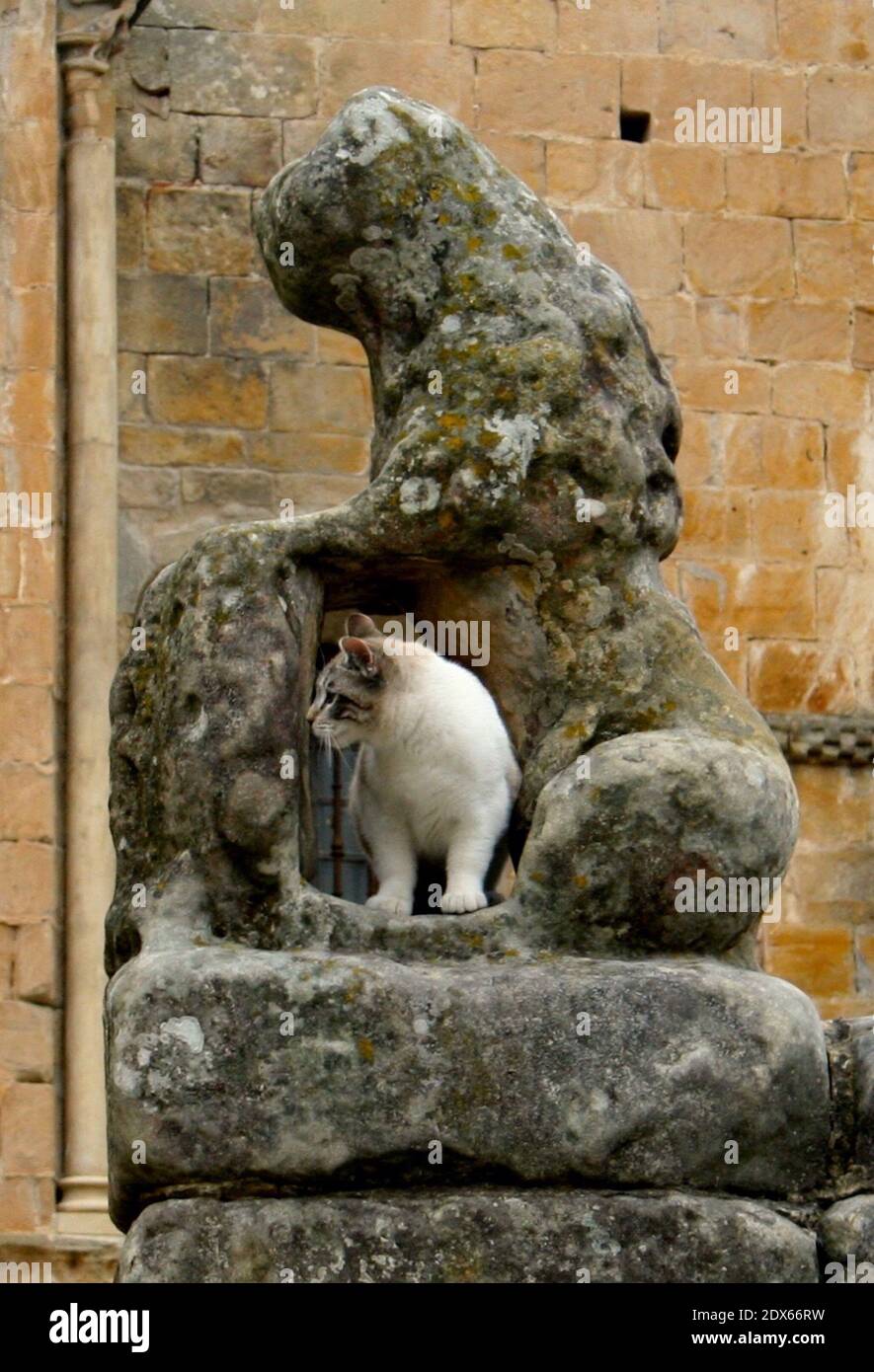Feral Katze schaut seitwärts unter einer extrem verwitterten Steinskulptur Von einem Löwen in der romanischen Kirche in Santillana del Mar Kantabrien Spanien Stockfoto