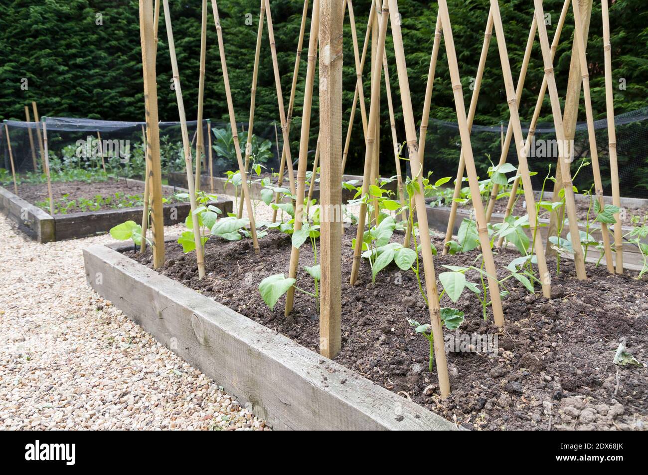 Jungläufer Bohnenpflanzen unterstützt mit Bambusstöcken in einem Gemüsegarten in England, Großbritannien Stockfoto