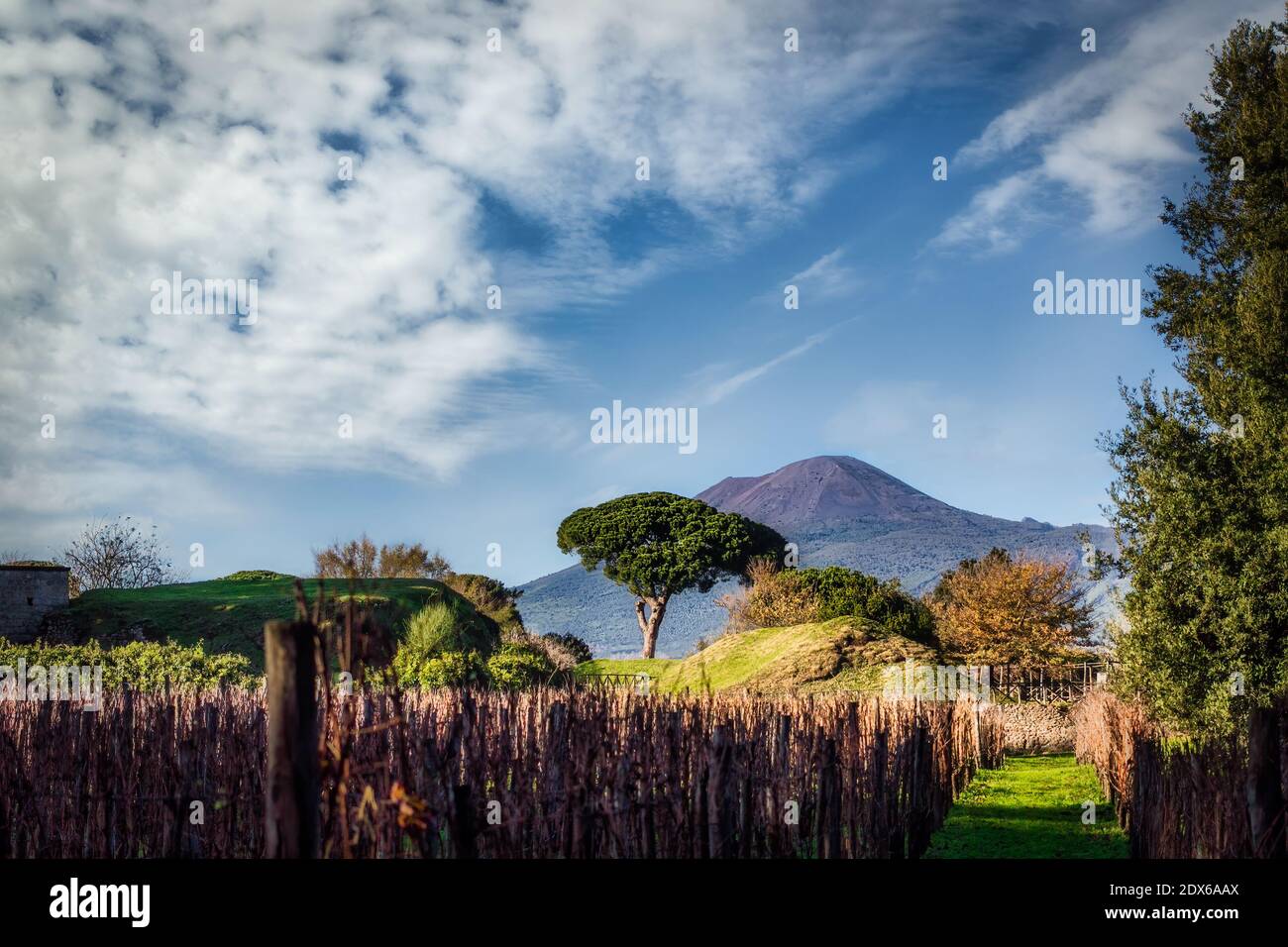 Ein Winterblick über einen Weinberg am Fuße des Vesuv bei Pompeji, Italien. Stockfoto