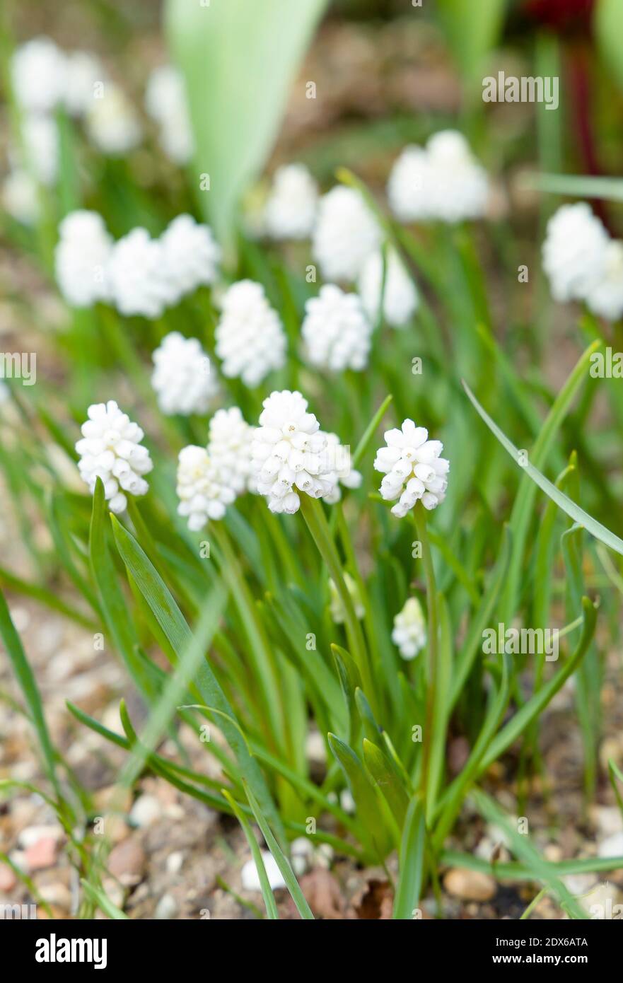 Trauben vieler blumen Fotos und Bildmaterial in hoher Auflösung Alamy