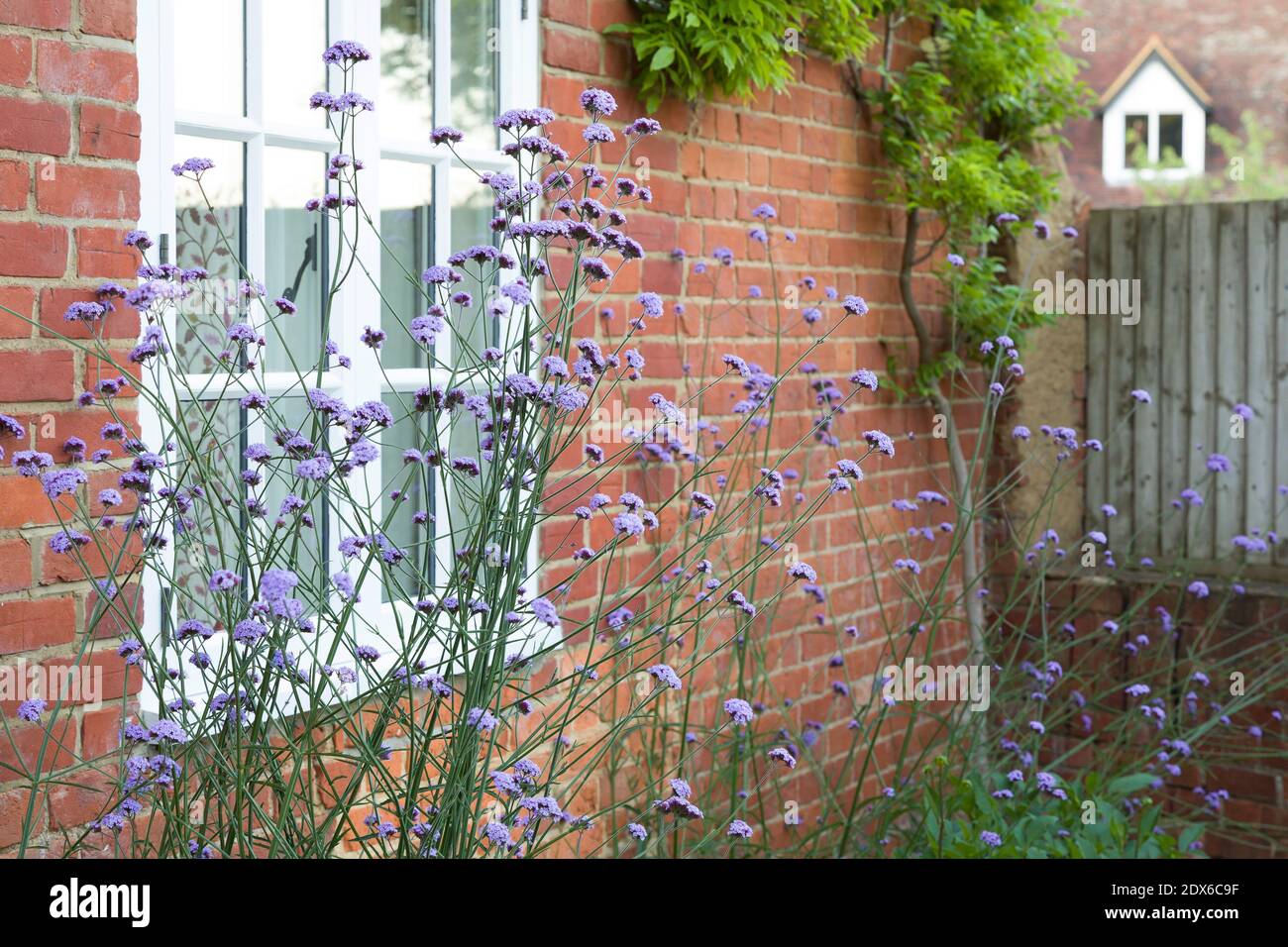 Verbena bonariensis (purpetop vervain) wächst in einem britischen Cottage Garden. Hohe mehrjährige Pflanzen. Stockfoto