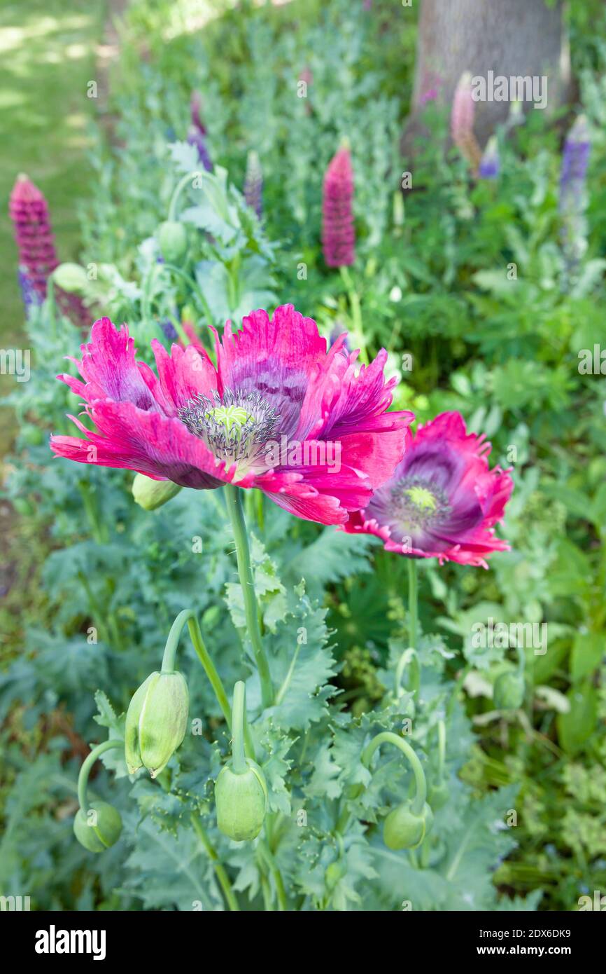 Orientalischer Mohn (papaver orientale) Blume, Pflanze in einem Garten Grenze mit Lupinen im Hintergrund. Englischer Garten im späten Frühjahr, Großbritannien Stockfoto