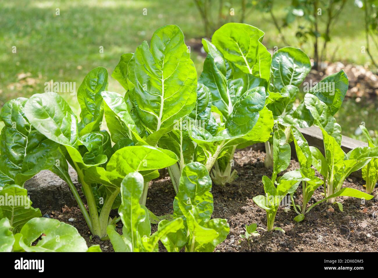 Schweizer Mangold oder Blattrübenpflanze (beta vulgaris), grünes Blattgemüse, das im Juni in einem britischen Garten wächst Stockfoto