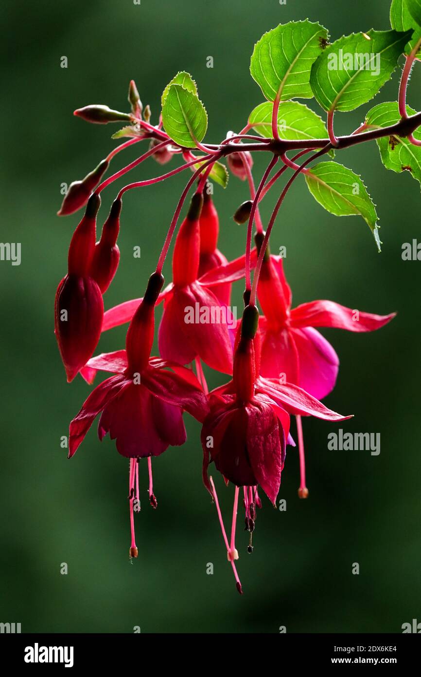 Fuchsia magellanica Blume Stockfoto