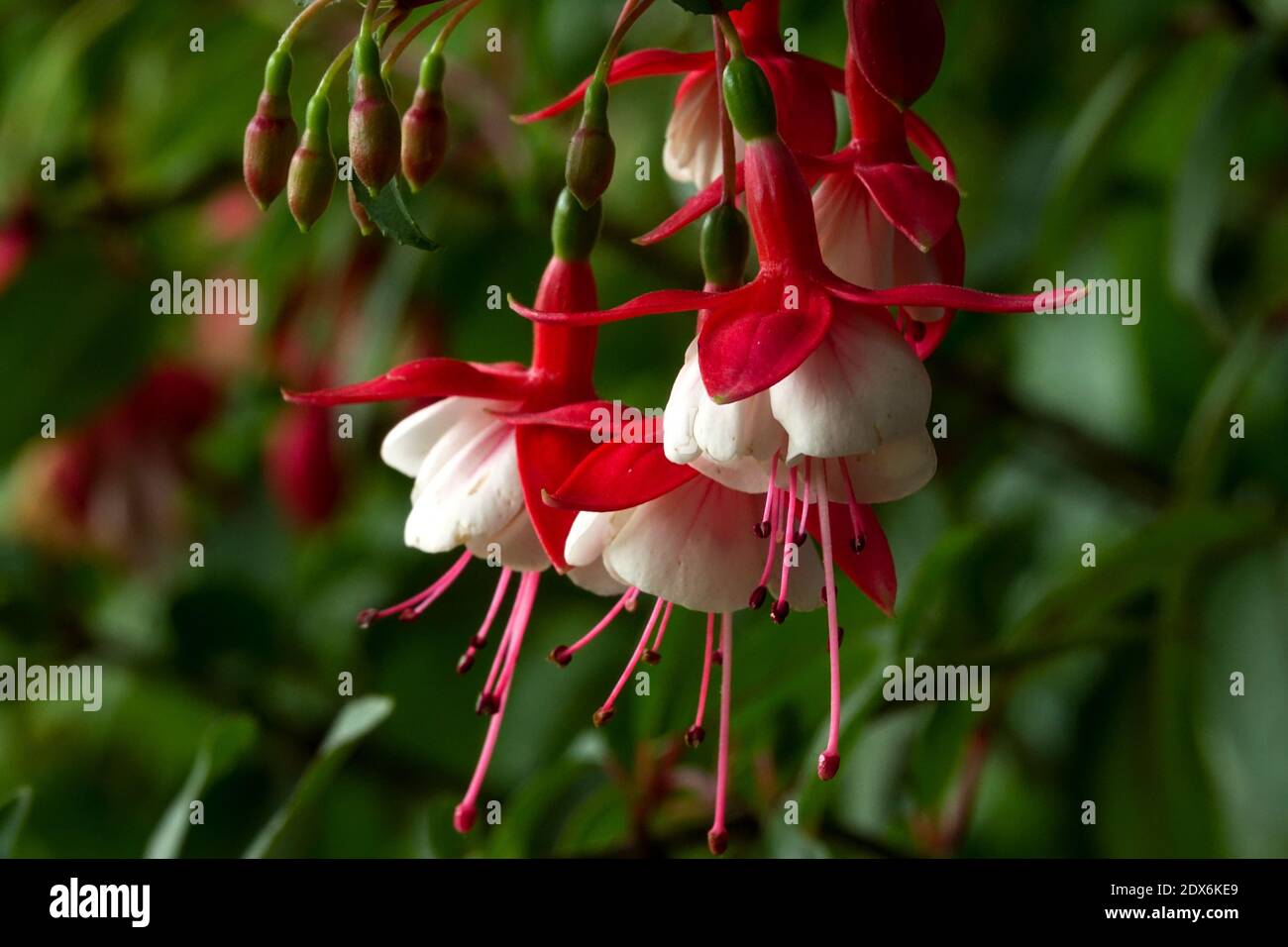 Rote und weiße Fuchsia Blumen hängen Stockfoto