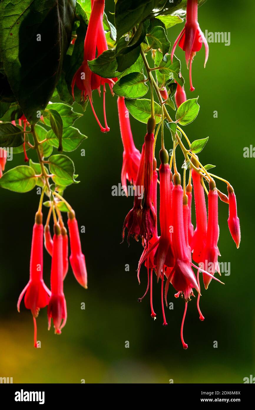 Blumen hängen auf einer Fuchsia Pflanze, Blume verschwommen Hintergrund Stockfoto