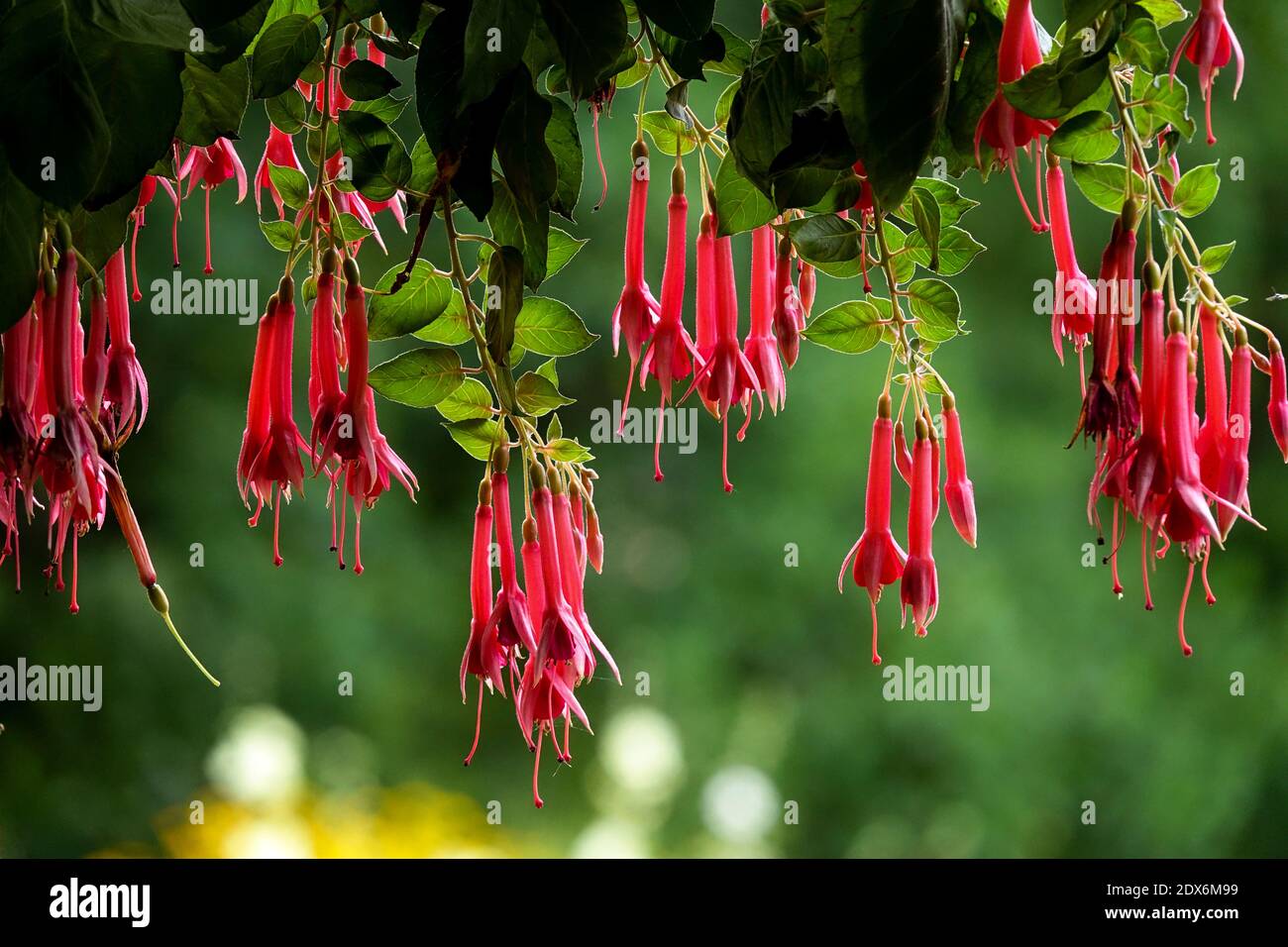 Rote Blumen hängen auf grünen Pflanzen im Sommergarten, verschwommener Hintergrund Stockfoto