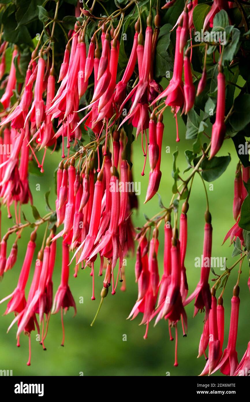 Rosafarbene röhrenförmige Blüten, die von Korb-Sommerpflanzen hängen, Fuchsia-Pflanzen Stockfoto