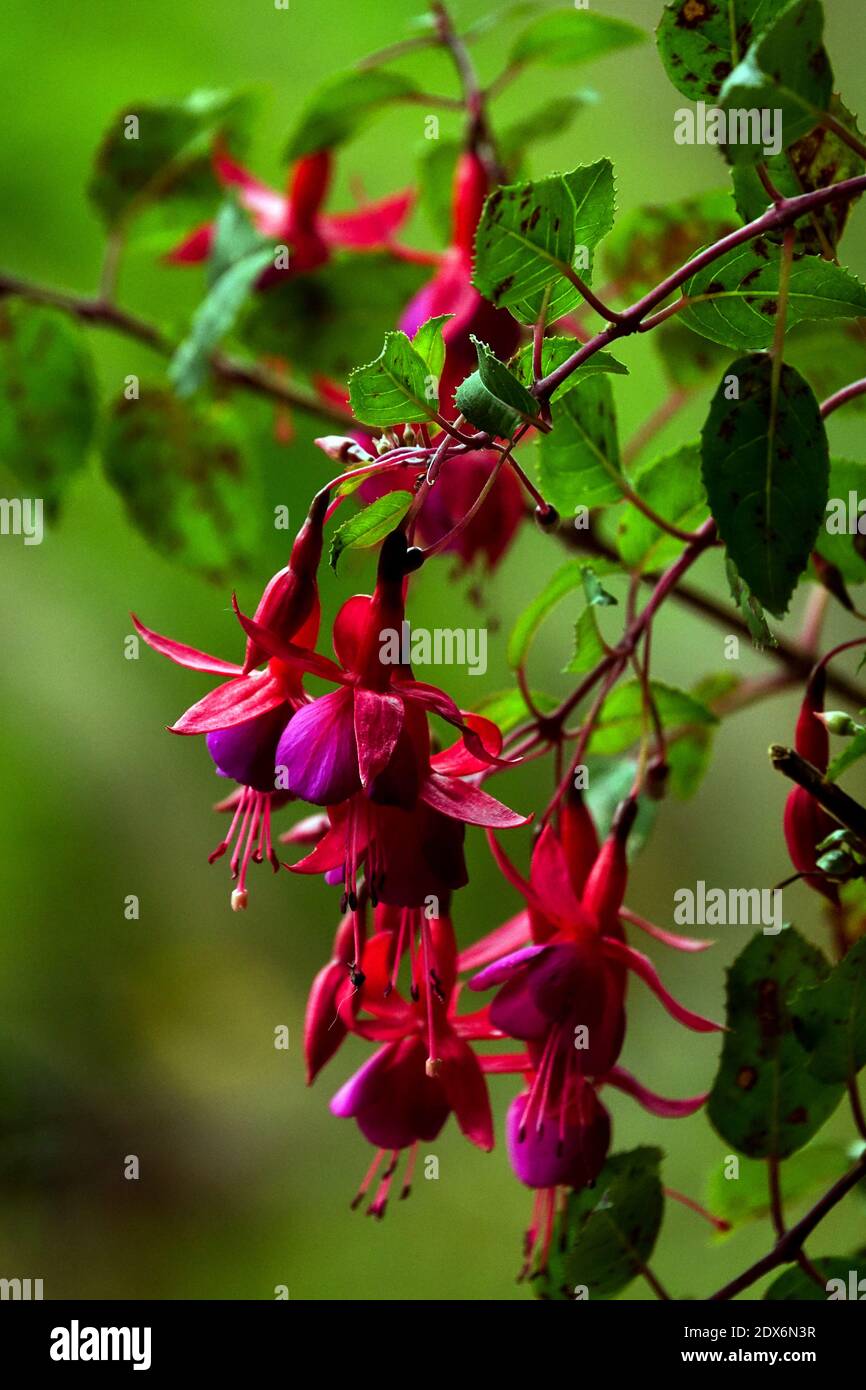 Fuchsia magaelanica Ladys Ohrstöpsel Rot Hardy Flowers Hängende Fuchsien Stockfoto