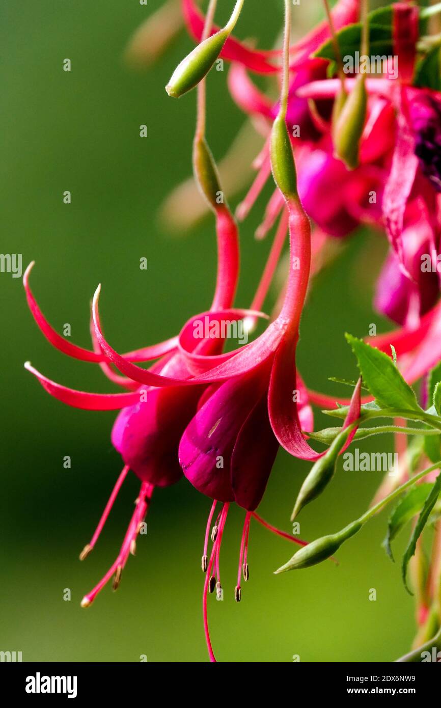 Fuchsia magellanica Ladys Ohrmuscheltröpfchen Stockfoto