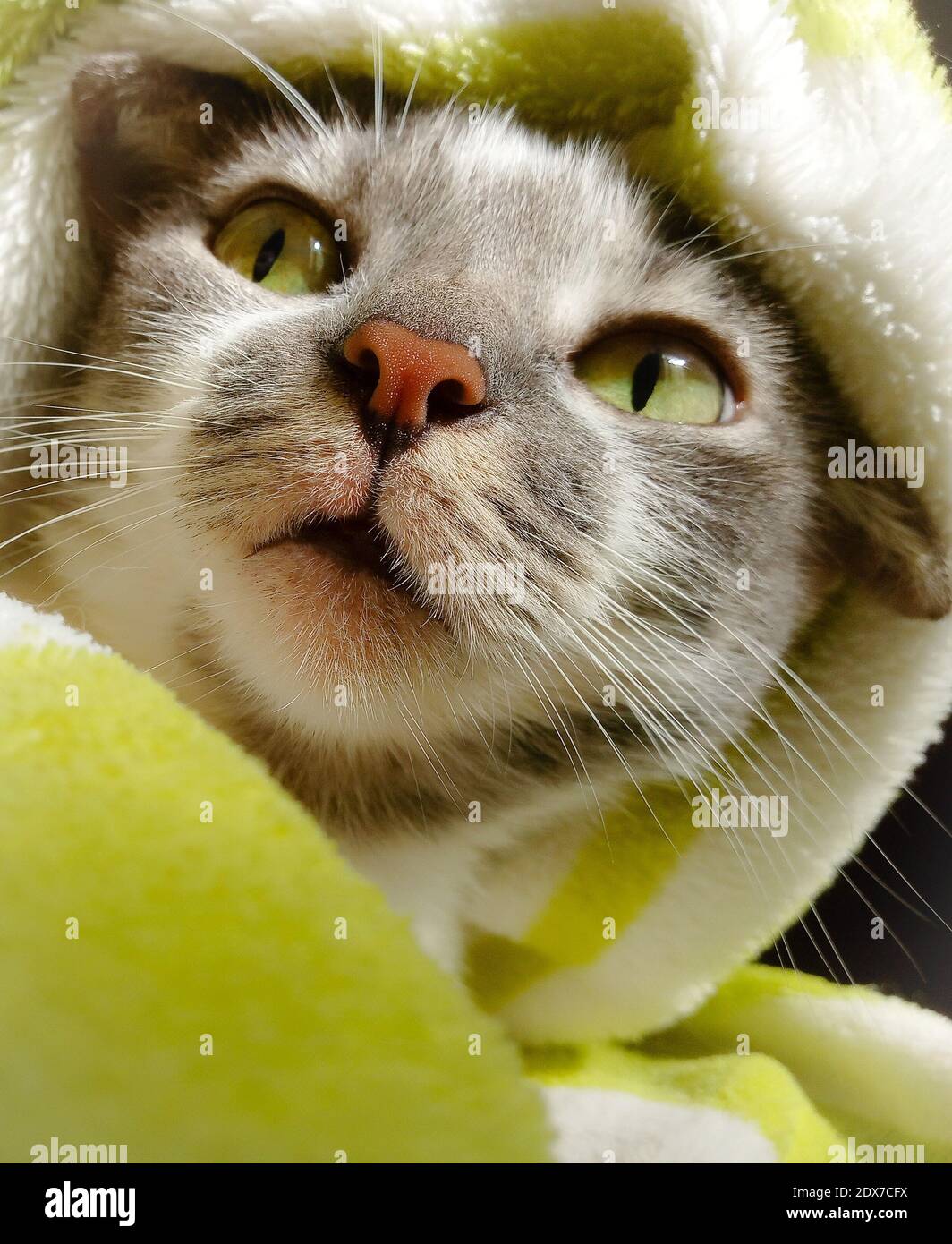 Kunstler Katze Stockfotos Und Bilder Kaufen Alamy