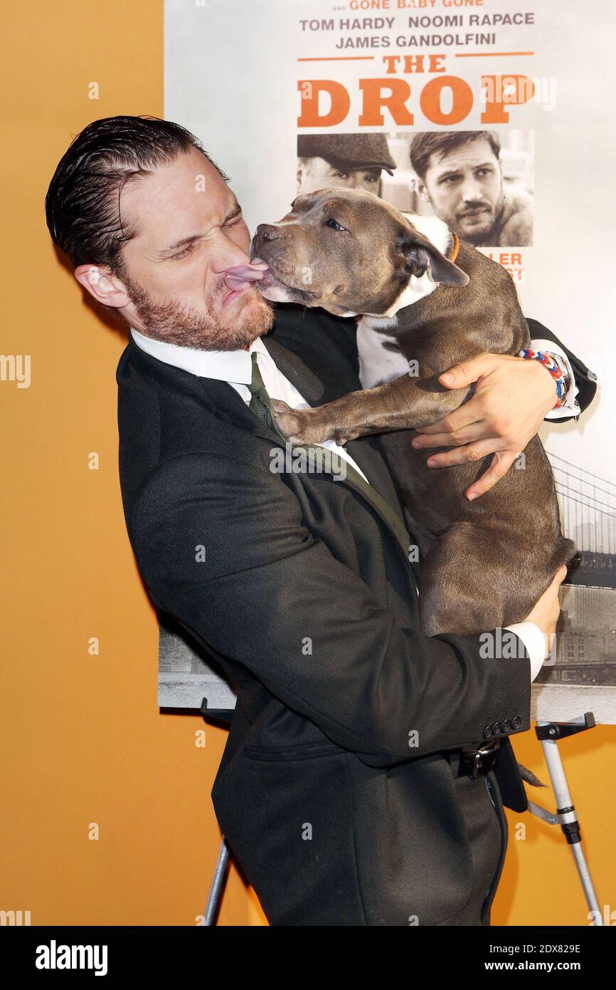 Tom Hardy bekommt Küsse von Hund Rocco aus dem Film, als er zur Premiere  von The Drop im Sunshine Theater in New York City, NY, USA am 8. September  2014 kommt. Foto