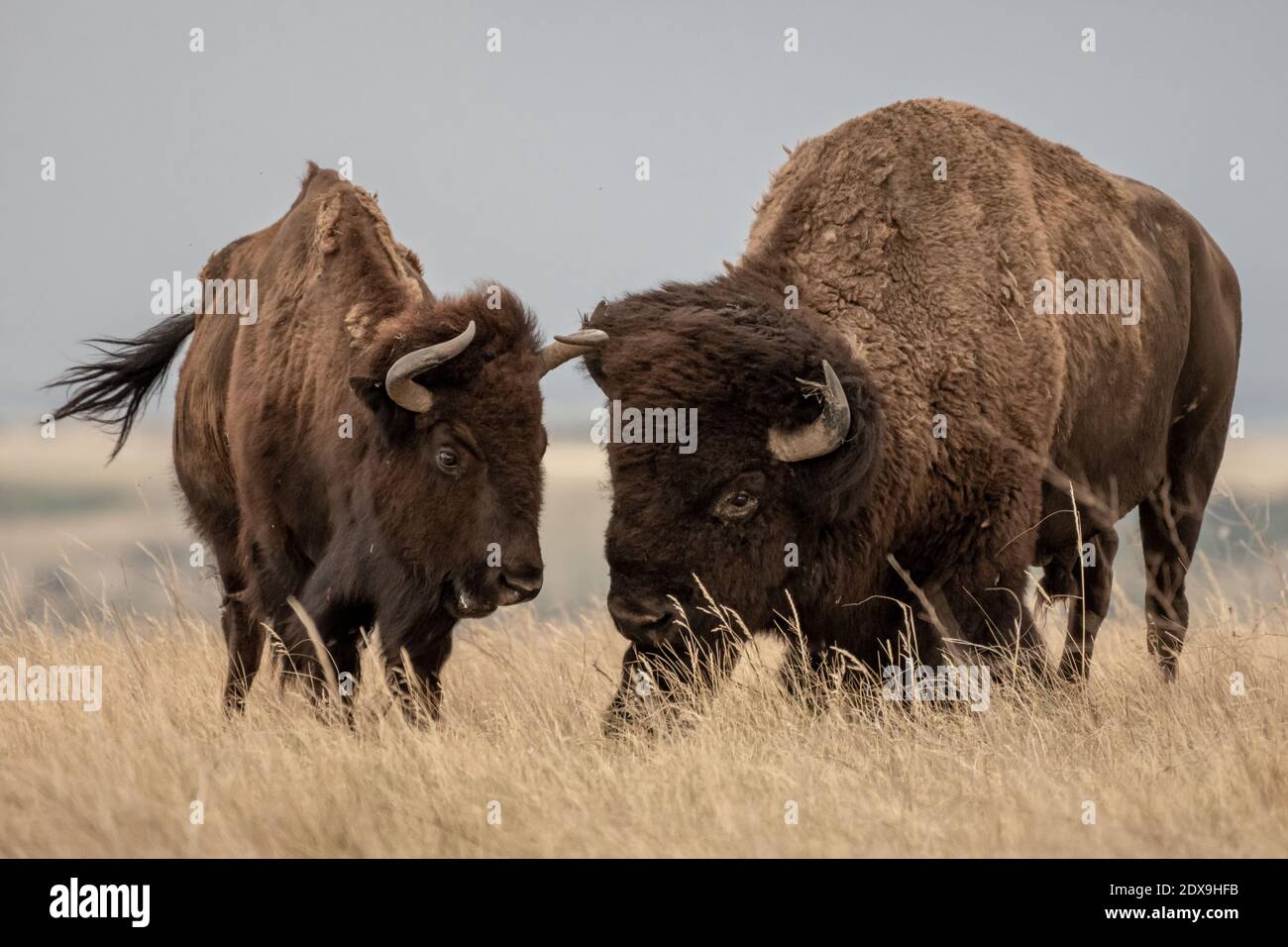 Männliche und weibliche Bison stehen nebeneinander in Feld im Badlands National Park Stockfoto