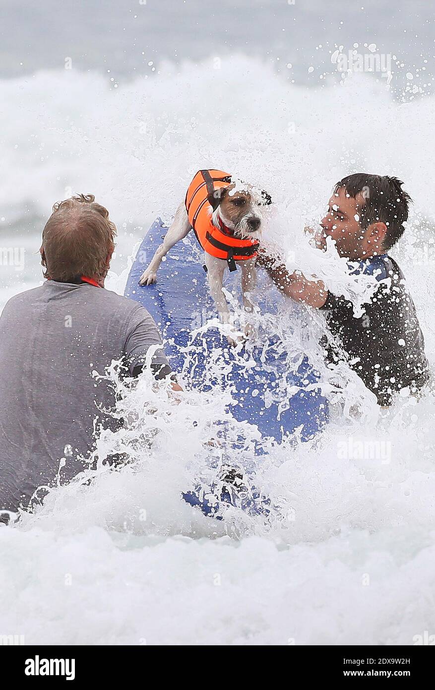 Ein Hund surft beim ersten Dog Surfing Wettbewerb am Vieux-Boucau Strand in Vieux-Boucau-les-Bains, Frankreich am 28. September 2014. Foto von Patrick Bernard/ABACAPRESS.COM Stockfoto