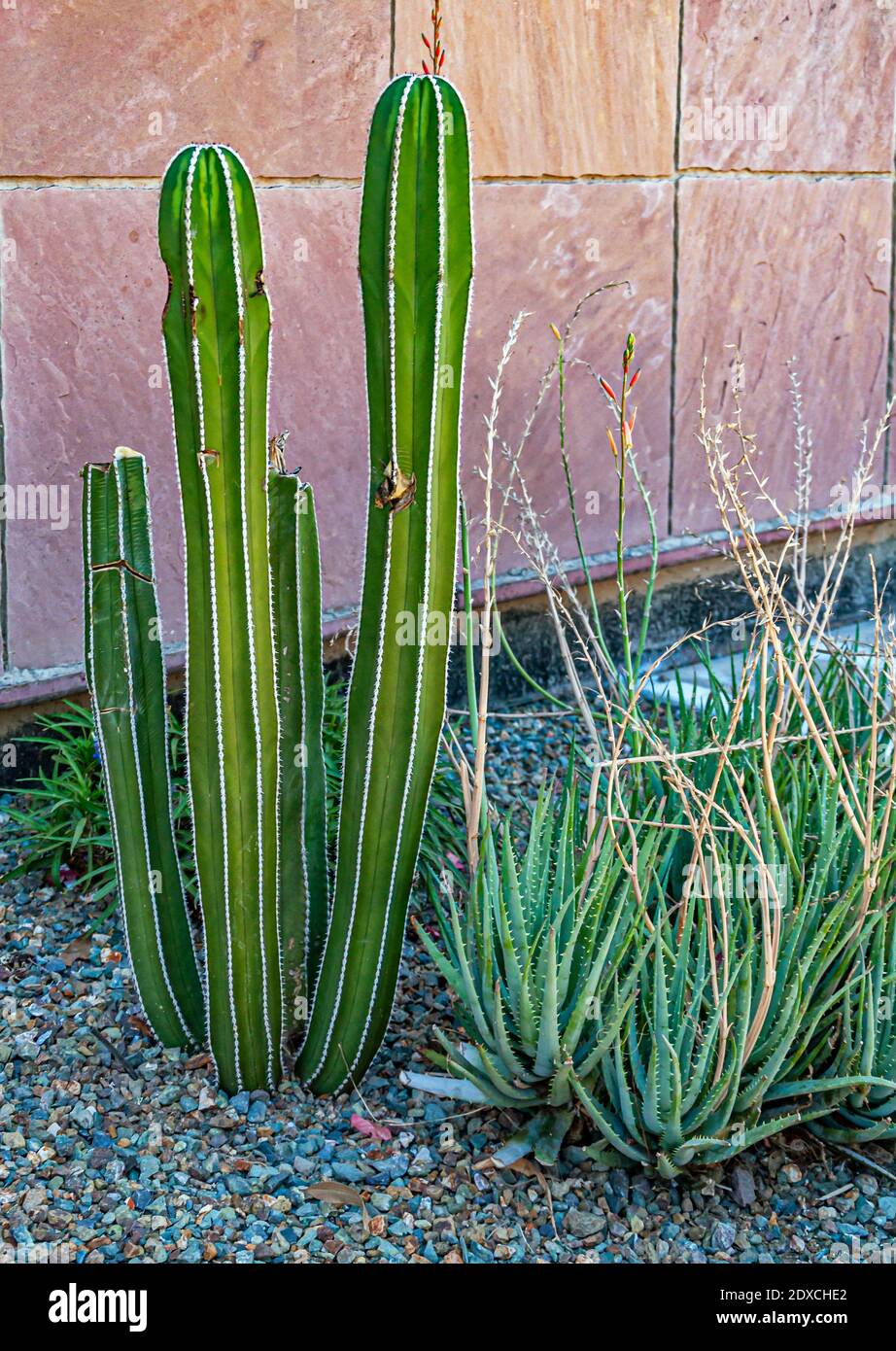 Mexican Fence Post Cactus und Aloe Cactus in Tempe, Arizona Stockfoto