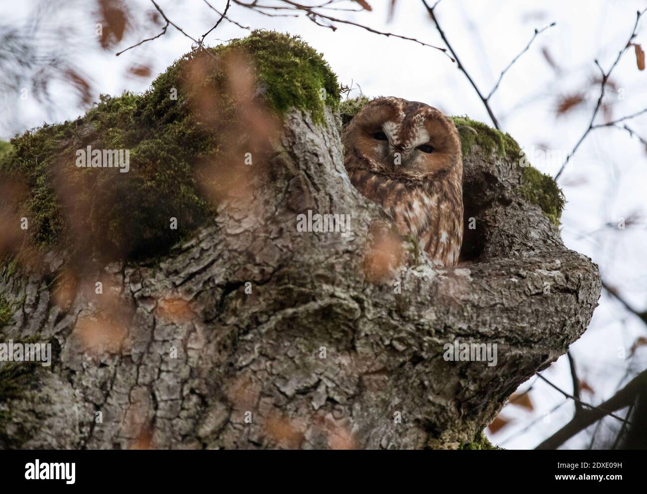 Waldkauz (Strix aluco) im Baumstumpf Stockfoto