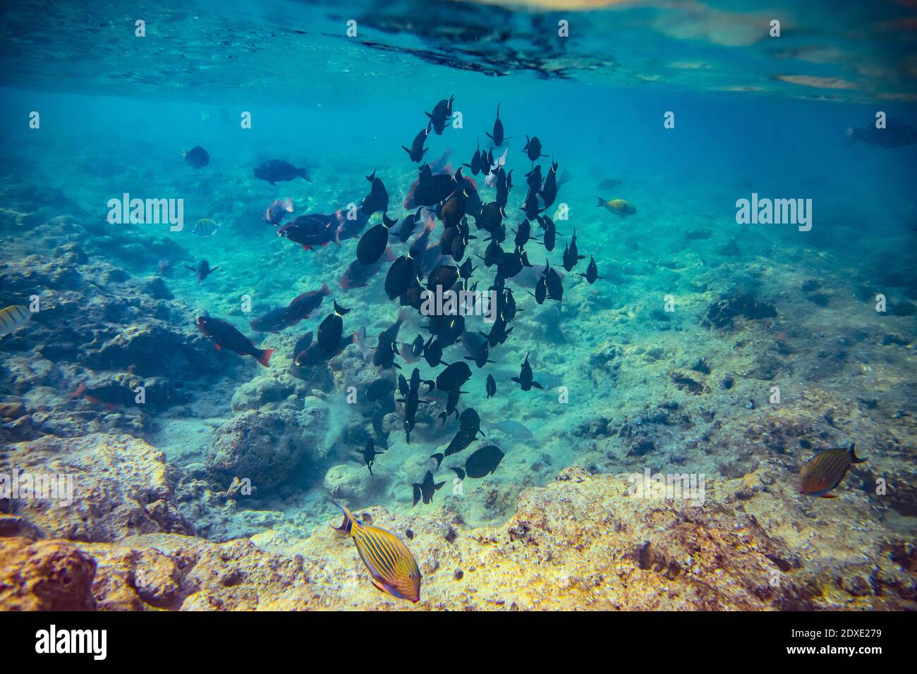 Unterwasseransicht der Schule der Fische, die im klaren Wasser schwimmen Des Arabischen Meeres Stockfoto