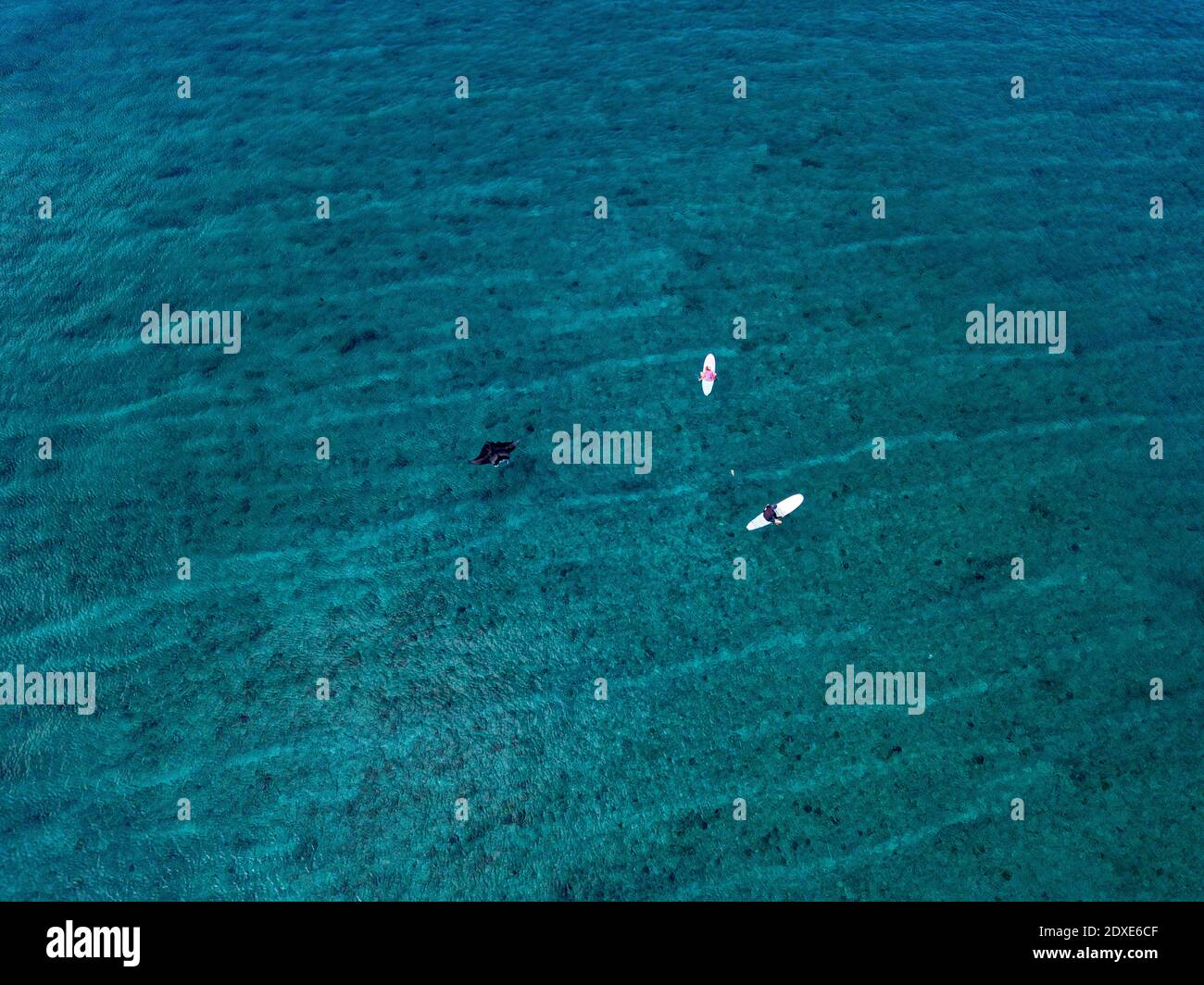 Drohnenansicht von Freunden, die mit Manta Ray auf Surfbrettern sitzen Schwimmen im Meer auf den Malediven Stockfoto