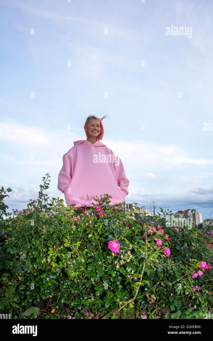 Junge Frau mit rosa Haaren trägt rosa Kapuzenhemd in der Nähe Rose buchse Stockfoto