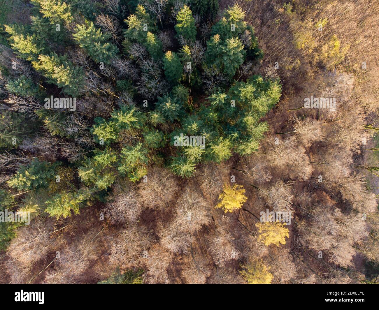 Luftaufnahme des Mischwaldes im Herbst Stockfoto