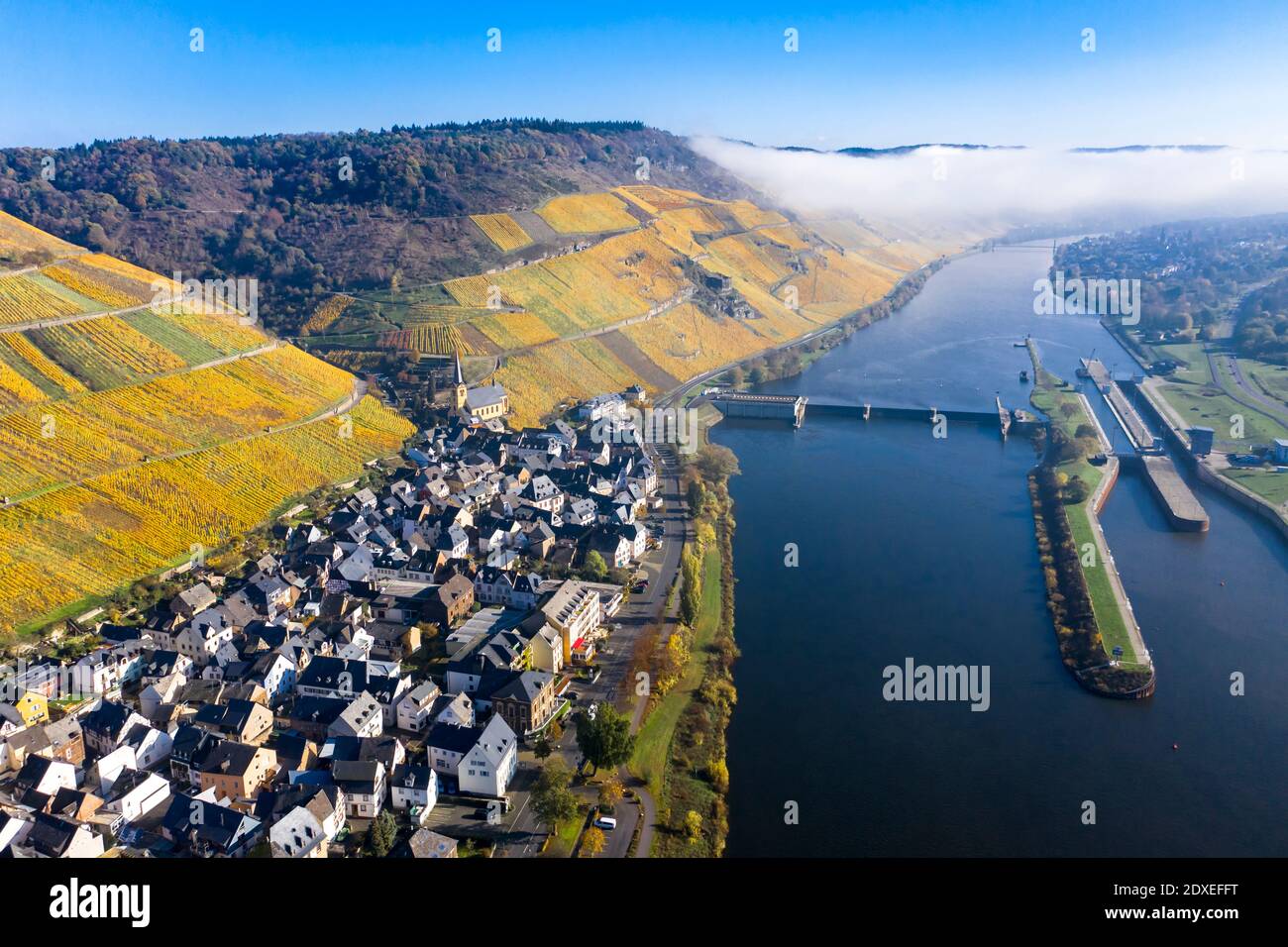 Luftaufnahme, Deutschland, Rheinland-Pfalz, Zeltingen - Rachtig, Mosel, Weinberge im Herbst Stockfoto
