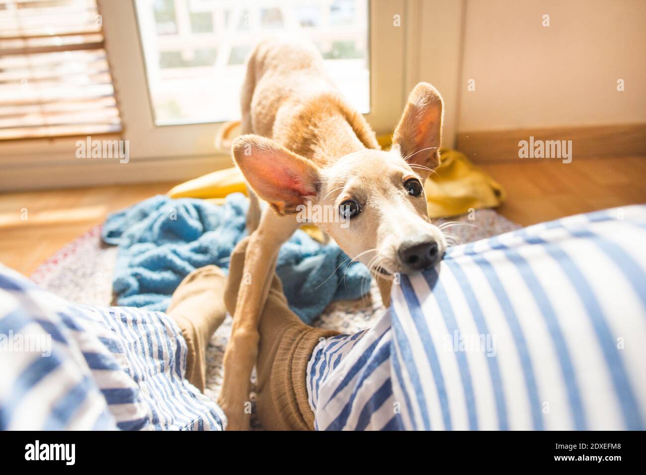 Hund beißende Frau Hose beim Spielen zu Hause Stockfoto